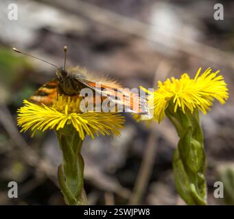 una farfalla poggia su un fiore Foto Stock