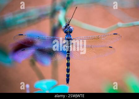 Dragonfly - Kampala Uganda Foto Stock