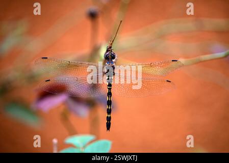 Dragonfly - Kampala Uganda Foto Stock