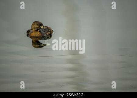 Un grebe a pagamento (Podilymbus podiceps) che nuota sul lago Washington, Kirkland, Washington State, Stati Uniti. Foto Stock