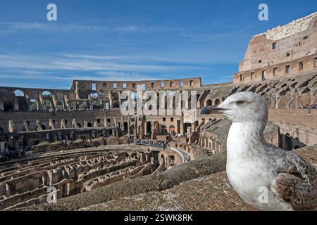 Giovane gabbiano dalle zampe gialle (Larus cachinnans) al Colosseo, Roma, Italia Foto Stock