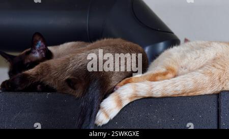 Due gatti siamesi su una stufa calda in inverno. Foto Stock