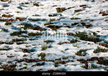 Scioglimento della neve sull'erba: Passaggio stagionale dall'inverno alla primavera Foto Stock