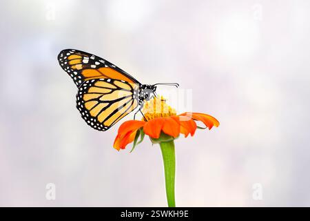 Macro di una farfalla monarca (danaus plexippus) che si nutre di un girasole tithonia. Vista laterale su sfondo semplice. Foto Stock