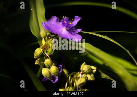 Virginia Spiderwort (Tradescantia virginiana) fiorisce in giardino, sfondo. Tradescantia ohiensis nota come camicia d'acqua o verga dell'Ohio Foto Stock