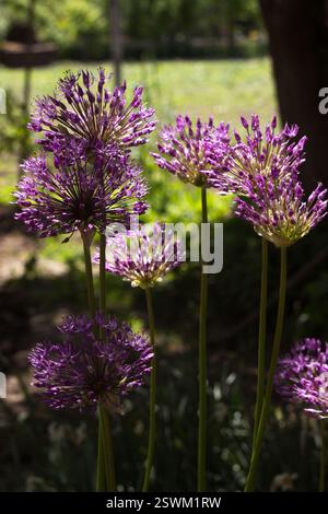 Allium Gladiator - fiore viola primaverile a forma di sfera. Sfondo floreale Foto Stock
