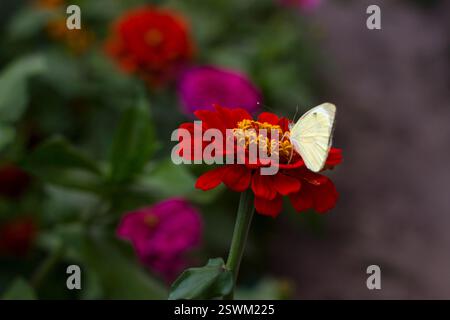 Farfalla bianca (Pieris brassicae) seduta su un fiore rosso di Zinnia in estate in giardino, sullo sfondo Foto Stock