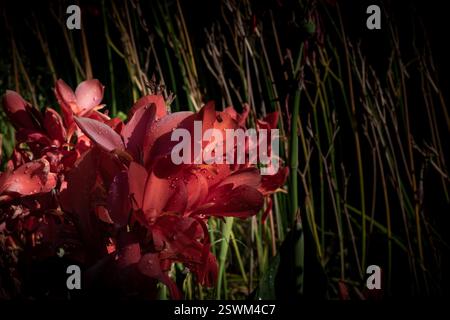 Primo piano del fiore rosso di canna indica che fiorisce con gocce d'acqua Foto Stock