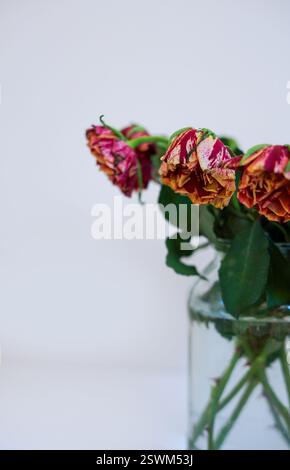 Un bouquet di rose rosse appassite in un vaso di vetro trasparente su un semplice sfondo bianco Foto Stock