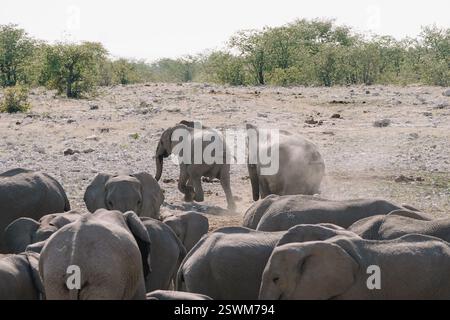 Elefanti femmine che inseguono un elefante maschio lontano da un'abbeveratoio nella savana nel Parco Nazionale Etosha della Namibia. Foto Stock