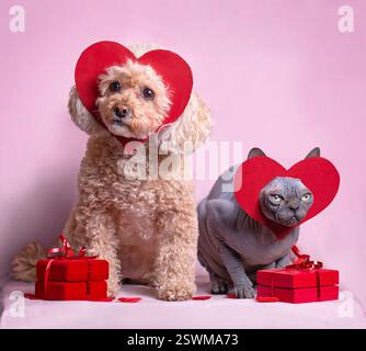 Mini-barboncino e sfinge gatto in posa con scatole regalo. Foto Stock