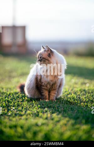 Un gatto soffice al tramonto sull'erba verde Foto Stock