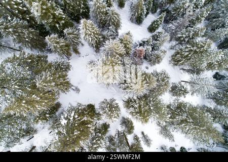 Una foresta innevata con alberi ricoperti di neve Foto Stock