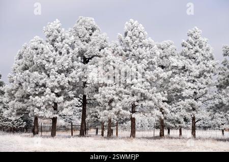 Gelo sui pini di Ponderosa dopo una tempesta invernale. Foto Stock