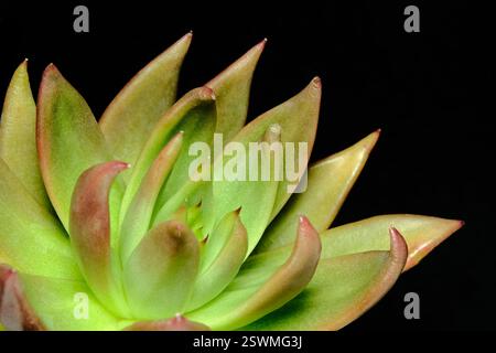 Primo piano Echeveria Agavoides rossetto pianta succulenta, bel fiore rosa gradazione verde. Foto immagine Foto Stock