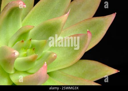 Primo piano Echeveria Agavoides rossetto pianta succulenta, bel fiore rosa gradazione verde. Foto immagine Foto Stock