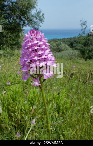 Orchidea piramidale (Anacamptis pyramidalis) che fiorisce sulla prateria tra gli oliveti, vicino a Capo Drastis, Corfù, Grecia, maggio. Foto Stock