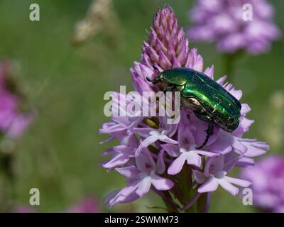 Chafer di rosa (Cetonia aurata) che si nutre di un'orchidea piramidale (Anacamptis pyramidalis), Corfù, Grecia, maggio. Foto Stock