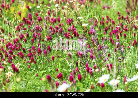 Prato fiorito con trifoglio incarnato (Trifolium incarnatum) e campion rosso (Silene dioica) in fiore, Sassonia, Germania, Europa Foto Stock