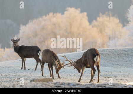 Due cervi giapponesi (Cervus nippon nippon) si ergono su un prato coperto di rana in collina. Un giovane maschio osserva lo scen Foto Stock