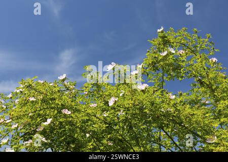 Rosa corymbifera (Rosa corymbifera) in fiore contro un cielo blu, Freital, Sassonia, Germania, Europa Foto Stock