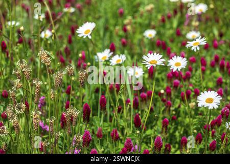 Prato fiorito con margherite (Leucanthemum) e trifoglio incarnato (Trifolium incarnatum) in fiore, Sassonia, Germania, Europa Foto Stock