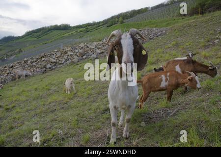 Capre su un banco di pietra, paesaggio culturale, biodiversità, ecologia, ecologico, vigneto, Ingelfingen, Hohenlohe, valle di Kocher, Kocher, ecopoint, tedesco Foto Stock