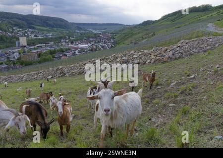 Capre su un banco di pietra, paesaggio culturale, biodiversità, ecologia, ecologico, vigneto, Ingelfingen, Hohenlohe, valle di Kocher, Kocher, ecopoint, tedesco Foto Stock