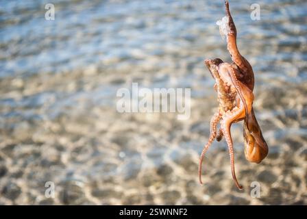polpo piccolo sulla spiaggia Foto Stock