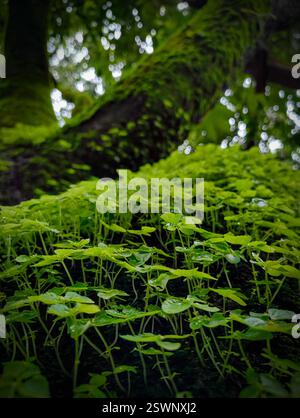 Lussureggiante vista ravvicinata di piccole piante erbacee che crescono su un albero coperto di muschio dopo la pioggia in una foresta pluviale tropicale. Foto Stock