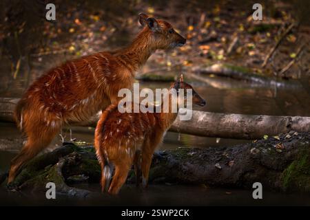 Sitatunga, Tragelaphus spekii, antilope di medie dimensioni che si trova in tutta l'Africa centrale, madre e giovane nell'acqua del fiume. Marshbuck fr Foto Stock