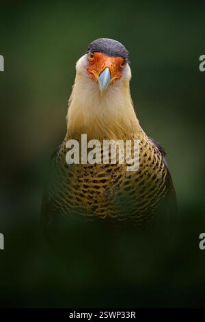 Caracara, seduto nella foresta di dar, Corcovado NP, Costa Rica. Sud di Caracara plancus, alla luce del mattino. Ritratto dell'uccello rapace. La scena della fauna selvatica da Foto Stock