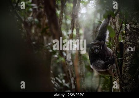 Fauna selvatica Madagascar, babakoto, indri Indri, scimmia, obiettivo grandangolare con habitat nella foresta di Kirindy, Madagascar. Lemur nella natura . Sifaka sulla tr Foto Stock