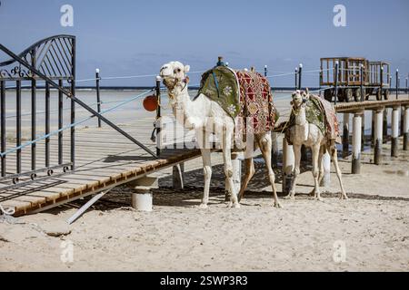 Due dromedari con selle colorate si trovano su una spiaggia sabbiosa vicino a un molo di legno, in attesa di turisti a marsa Alam, in egitto Foto Stock