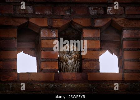 Owl - fauna urbana. Tawny Owls, Strix aluco, seduto nel camino di mattoni arancioni sul tetto. Uccelli nell'habitat cittadino, fauna urbana, Białowieża i. Foto Stock
