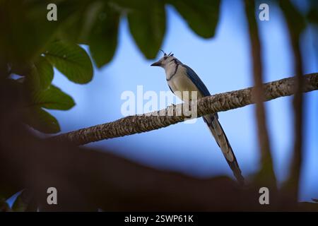 Magpie-jay dalla gola bianca, Cyanocorax formosus, uccello blu bianco con coda lunga, seduto sull'albero, cielo blu sullo sfondo. Magpie-jay nel nat Foto Stock
