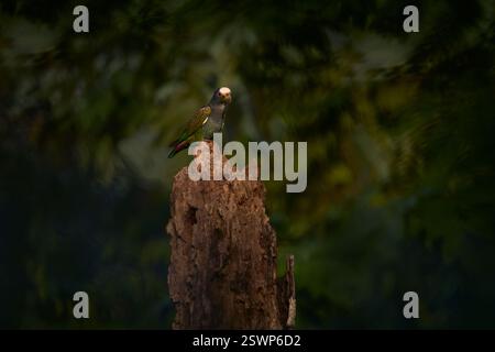 Fauna selvatica della Costa Rica. Ritratto di pappagallo con foglie verdi. Pionus con la corona bianca, pappagallo con il tetto bianco, Pionus senilis, in Costa Rica. Primo piano della testa. Foto Stock