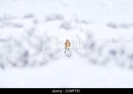 Chimango caracara, Phalcoboenus chimango, uccelli rapaci seduti su pietra con pietra. Falco chimango selvatico nell'habitat naturale, Torres del Pine NP in C. Foto Stock