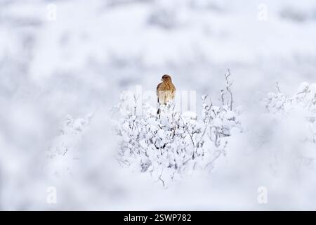 Chimango caracara, Phalcoboenus chimango, uccelli rapaci seduti su pietra con pietra. Falco chimango selvatico nell'habitat naturale, Torres del Pine NP in C. Foto Stock