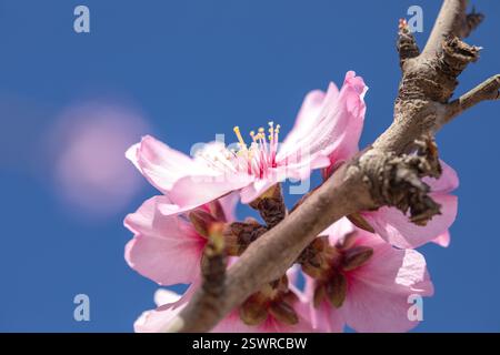 Dettaglio di una fioritura di mandorle rosa con la sua fucsia e petali bianchi, stami e pistola in una giornata luminosa e soleggiata con sfondo blu intenso. Foto Stock