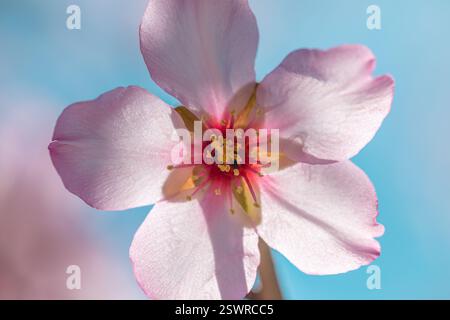 Dettaglio di una fioritura di mandorle rosa con la sua fucsia e petali bianchi, stami e pistola in una giornata luminosa e soleggiata con sfondo blu intenso. Foto Stock
