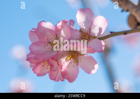 Dettaglio di una fioritura di mandorle rosa con la sua fucsia e petali bianchi, stami e pistola in una giornata luminosa e soleggiata con sfondo blu intenso. Foto Stock
