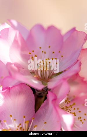 Dettaglio di una fioritura di mandorle rosa con la sua fucsia e petali bianchi, stami e pistola in una giornata luminosa e soleggiata con sfondo blu intenso. Foto Stock
