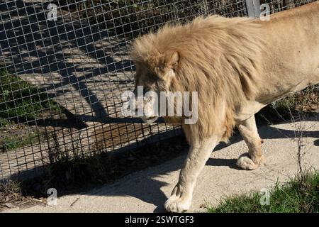 Lion White Zoo Enclosure Walking - Un leone bianco cammina lungo un sentiero in cemento all'interno di uno zoo. Foto Stock