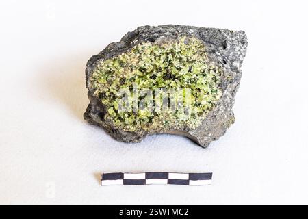 Uno xenolito di cristalli peridot verdi vibranti in un campione di basalto su uno sfondo bianco con una scala di 5 cm Foto Stock