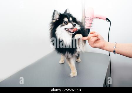 Il cane dà il proprietario della zampa, in piedi sul tavolo, dopo la cura del corpo Foto Stock