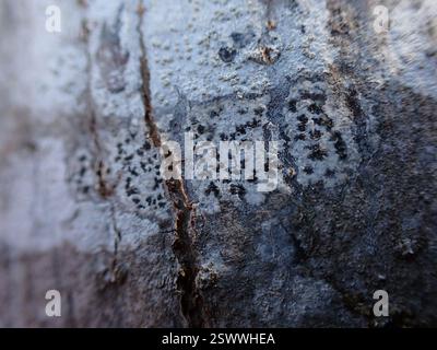 Asterisk Lichen (Arthonia radiata), funghi, Whatcom County, WA, USA Foto Stock