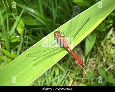 Ruby Meadowhawk (Sympetrum rubicundulum), Insecta, Webster Rd, Orchard Park, NY, NOI Foto Stock
