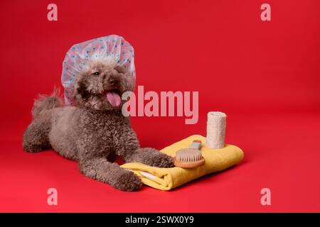 Cane carino con cuffia da doccia e altri accessori da bagno su sfondo rosso Foto Stock