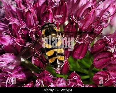 (Didea fasciata), Insecta, 3450 Lillerød, Danmark Foto Stock